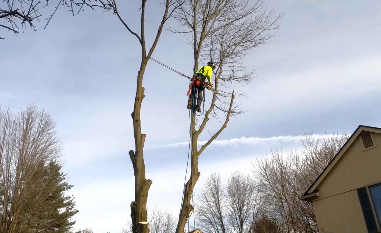 Professional arborist consulting in Napa, CA