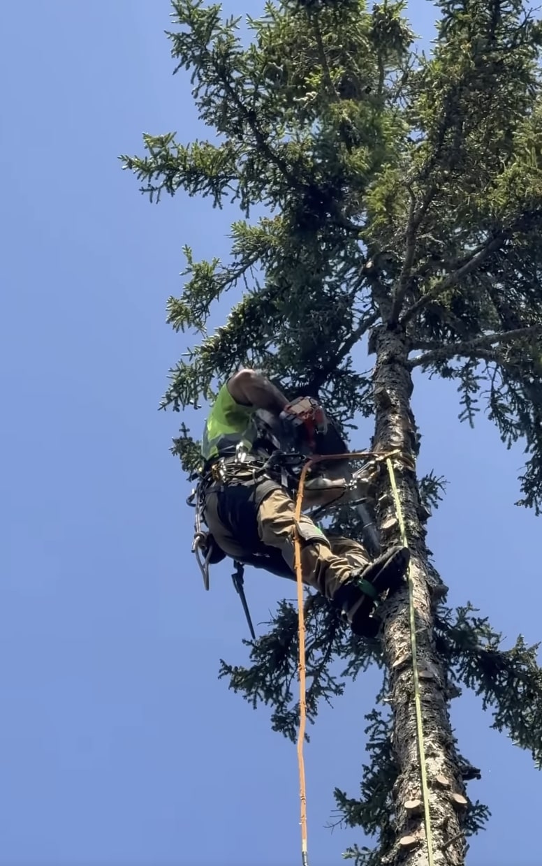Expert tree services arborist climbing tree in Napa, CA