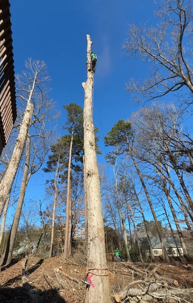 Tree removal assessment and services in Napa, CA